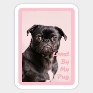 Loved by my pug Sticker